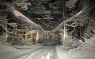 Eurasian eagle-owl (edit)